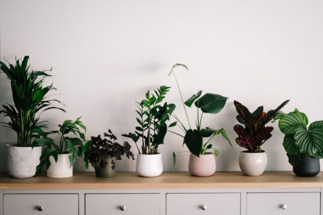 La importancia de tener plantas en el hogar